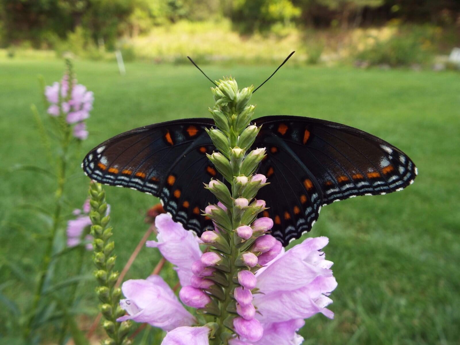 Home Draper Springs Nursery & Gardens